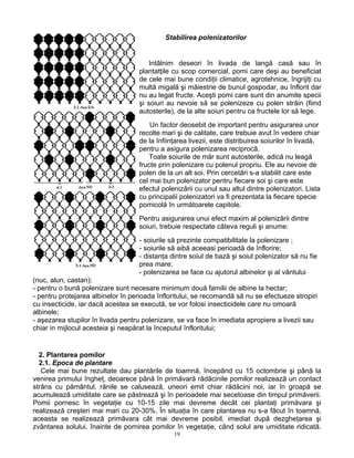 19
Stabilirea polenizatorilor
Intâlnim deseori în livada de langă casă sau în
plantatţile cu scop comercial, pomi care deşi au beneficiat
de cele mai bune condiţii climatice, agrotehnice, îngrijiţi cu
multă migală şi măiestrie de bunul gospodar, au înflorit dar
nu au legat fructe. Aceşti pomi care sunt din anumite specii
şi soiuri au nevoie să se polenizeze cu polen străin (fiind
autosterile), de la alte soiuri pentru ca fructele lor să lege.
Un factor deosebit de important pentru asigurarea unor
recolte mari şi de calitate, care trebuie avut în vedere chiar
de la înfiinţarea livezii, este distribuirea soiurilor în livadă,
pentru a asigura polenizarea reciprocă.
Toate soiurile de măr sunt autosterile, adică nu leagă
fructe prin polenizare cu polenul propriu. Ele au nevoie de
polen de la un alt soi. Prin cercetări s-a stabilit care este
cel mai bun polenizator pentru fiecare soi şi care este
efectul polenizării cu unul sau altul dintre polenizatori. Lista
cu principalii polenizatori va fi prezentata la fiecare specie
pomicolă în următoarele capitole.
Pentru asigurarea unui efect maxim al polenizării dintre
soiuri, trebuie respectate câteva reguli şi anume:
- soiurile să prezinte compatibilitate la polenizare ;
- soiurile să aibă aceeasi perioadă de înflorire;
- distanţa dintre soiul de bază şi soiul polenizator să nu fie
prea mare;
- polenizarea se face cu ajutorul albinelor şi al vântului
(nuc, alun, castan);
- pentru o bună polenizare sunt necesare minimum două familii de albine la hectar;
- pentru protejarea albinelor în perioada înfloritului, se recomandă să nu se efectueze stropiri
cu insecticide, iar dacă acestea se execută, se vor folosi insecticidele care nu omoară
albinele;
- aşezarea stupilor în livada pentru polenizare, se va face în imediata apropiere a livezii sau
chiar in mijlocul acesteia şi neapărat la începutul înfloritului;
2. Plantarea pomilor
2.1. Epoca de plantare
Cele mai bune rezultate dau plantările de toamnă, începând cu 15 octombrie şi până la
venirea primului îngheţ, deoarece până în primăvară rădăcinile pomilor realizează un contact
strâns cu pământul, rănile se calusează, uneori emit chiar rădăcini noi, iar în groapă se
acumulează umiditate care se păstrează şi în perioadele mai secetoase din timpul primăverii.
Pomii pornesc în vegetaţie cu 10-15 zile mai devreme decât cei plantaţi primăvara şi
realizează creşteri mai mari cu 20-30%. În situaţia în care plantarea nu s-a făcut în toamnă,
aceasta se realizează primăvara cât mai devreme posibil, imediat după dezgheţarea şi
zvântarea solului, înainte de pornirea pomilor în vegetaţie, când solul are umiditate ridicată.
 