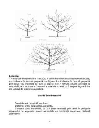 58
Legenda:
T = scurtare de ramura de 1 an; x0x0 = taiere de eliminare a unei ramuri anuale;
a = inclinare de ramura şarpantă prin legare; b = inclinare de ramură şarpantă
prin căluş sau stachetă cu cuie la capete; c-d = ramură anuală aplecată la
orizontală; e = înclinare a 3 ramuri anuale de schelet cu 3 vergele legate între
ele la locul de întălnire a acestora.
Livadă Semiintensivă
Soiuri de măr: spur/ A2 sau franc
Distanţe: 5/3m, fără spalier, pe pante.
Coroană conic trunchiată, cu 2-3 etaje, realizată prin tăieri în perioada
repausului de vegetaţie, având şarpantele cu ramificaţii secundare bilateral
alternative.
 