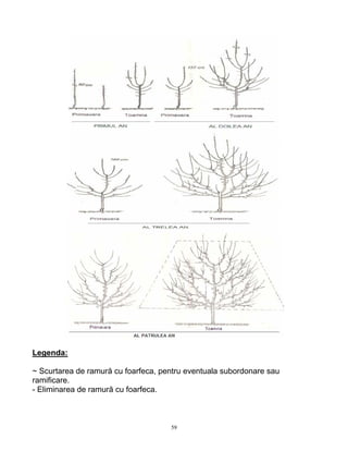59
Legenda:
~ Scurtarea de ramură cu foarfeca, pentru eventuala subordonare sau
ramificare.
- Eliminarea de ramură cu foarfeca.
 