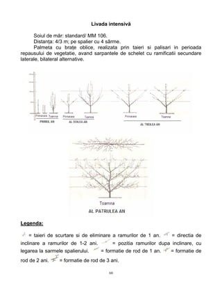 60
Livada intensivă
Soiul de măr: standard/ MM 106.
Distanţa: 4/3 m; pe spalier cu 4 sârme.
Palmeta cu braţe oblice, realizata prin taieri si palisari in perioada
repausului de vegetatie, avand sarpantele de schelet cu ramificatii secundare
laterale, bilateral alternative.
Legenda:
= taieri de scurtare si de eliminare a ramurilor de 1 an. = directia de
inclinare a ramurilor de 1-2 ani. = pozitia ramurilor dupa inclinare, cu
legarea la sarmele spalierului. = formatie de rod de 1 an. = formatie de
rod de 2 ani. = formatie de rod de 3 ani.
 