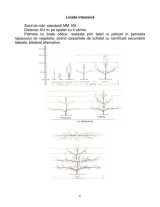 61
Livada intensivă
Soiul de măr: standard/ MM 106.
Distanta: 4/3 m; pe spalier cu 4 sârme.
Palmeta cu brate oblice, realizata prin taieri si palisari in perioada
repausului de vegetatie, avand sarpantele de schelet cu ramificatii secundare
laterale, bilateral alternative.
 