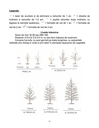 62
Legenda:
= taieri de scurtare si de eliminare a ramurilor de 1 an. = directia de
inclinare a ramurilor de 1-2 ani. = pozitia ramurilor dupa inclinare, cu
legarea la sarmele spalierului. = formatie de rod de 1 an. = formatie de
rod de 2 ani. = formatie de rod de 3 ani.
Livada intensiva
Soiuri de mar: M 26 sau MM 106.
Distanta: 4.0-4.5/ 2.5-3.5 m; cu sau fara mijloace de sustinere.
Coroana fus-tufa, cu axul garnisit pe toata lungimea, cu sarpantele
realizate prin dresaj in unde si prin taieri in perioada repausului de vegetatie.
 
