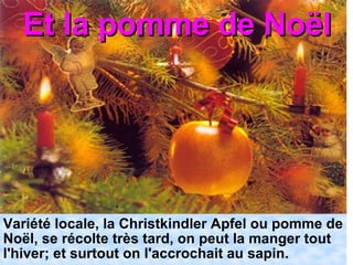 Et la pomme de Noël Variété locale, la Christkindler Apfel ou pomme de Noël, se récolte très tard, on peut la manger tout l'hiver; et surtout on l'accrochait au sapin. 