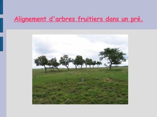 Alignement d'arbres fruitiers dans un pré. 