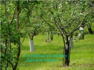 La pomme est cultivée dans nos vergers. 