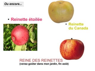 Reinette étoilée Reinette  du Canada Ou encore... REINE DES REINETTES (venez goûter dans mon jardin, fin août) 
