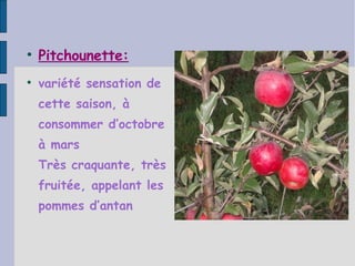 Pitchounette: variété sensation de cette saison, à consommer d’octobre à mars Très craquante, très fruitée, appelant les pommes d’antan 
