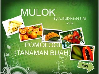 MULOK
POMOLOGI
(TANAMAN BUAH)
By A. BUDIMAN S.Pd
M.Si
 