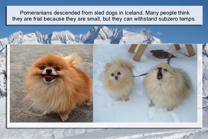 pomeranian sled dogs