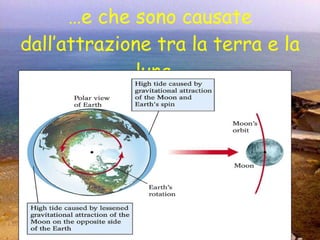 … e che sono causate dall’attrazione tra la terra e la luna… 