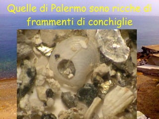 Quelle di Palermo sono ricche di frammenti di conchiglie 