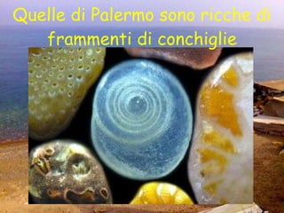 Quelle di Palermo sono ricche di frammenti di conchiglie 