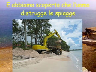 E abbiamo scoperto che l’uomo distrugge le spiagge 