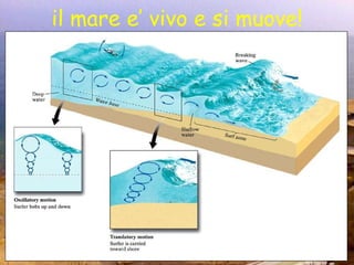 il mare e’ vivo e si muove! 