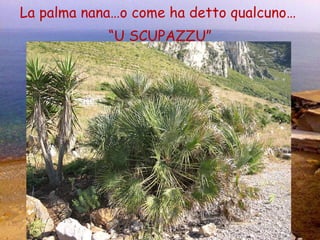 La palma nana…o come ha detto qualcuno…  “ U SCUPAZZU” 