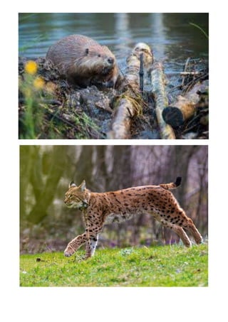 Ponavljalica 1. 6. 2020.