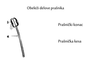 Obeležideloveprašnika
Prašnički konac
Prašnička kesa
 