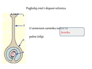 Pogledaj crtež i dopuni rečenicu
U semenomzametkunalaze se
polne ćelije.
ženske
 