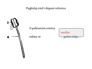 Pogledaj crtež i dopuni rečenicu
U polenovim zrnima
nalaze se polne ćelije.
muške
 