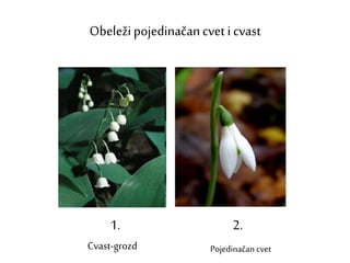 Obeleži pojedinačancvet i cvast
1. 2.
Pojedinačan cvetCvast-grozd
 