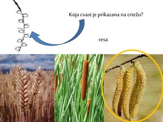 Koja cvast je prikazana na crtežu?
resa
 