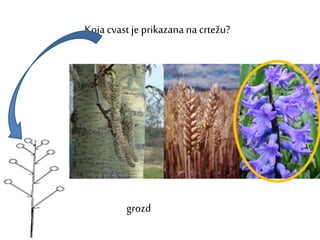 Koja cvast je prikazana na crtežu?
grozd
 