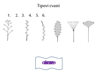 Tipovicvasti
GLAVICARESAGROZDKLASŠTITKLIP
1. 2. 3. 4. 5. 6.
 