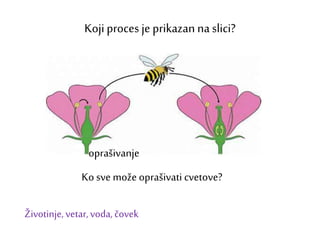 Koji proces je prikazan na slici?
Ko sve može oprašivati cvetove?
oprašivanje
Životinje,vetar,voda, čovek
 