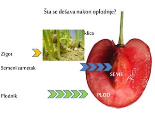 Zigot
Semenizametak
Plodnik
Šta se dešavanakon oplodnje?
klica
SEME
PLOD
 
