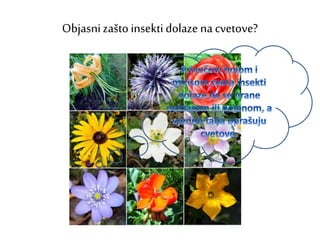Objasnizašto insektidolaze na cvetove?
 