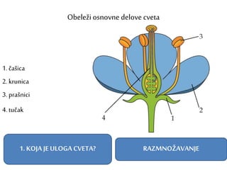 Obeleži osnovne delove cveta
2. krunica
1. čašica
3. prašnici
4. tučak
1. KOJA JE ULOGA CVETA? RAZMNOŽAVANJE
 