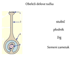 Obeležidelovetučka
stubić
plodnik
žig
Semenizametak
 