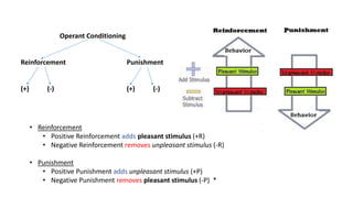 • Reinforcement
• Positive Reinforcement adds pleasant stimulus (+R)
• Negative Reinforcement removes unpleasant stimulus (-R)
• Punishment
• Positive Punishment adds unpleasant stimulus (+P)
• Negative Punishment removes pleasant stimulus (-P) *
Operant Conditioning
Reinforcement Punishment
(+) (-) (+) (-)
 