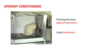 OPERANT CONDITIONING
Pressing the lever
(operant behavior)
Food (reinforcer)
 