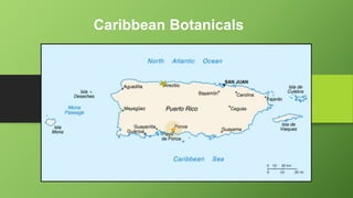 Caribbean Botanicals
 