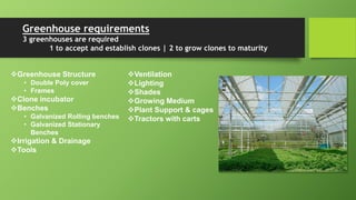 Greenhouse requirements
3 greenhouses are required
1 to accept and establish clones | 2 to grow clones to maturity
Greenhouse Structure
• Double Poly cover
• Frames
Clone incubator
Benches
• Galvanized Rolling benches
• Galvanized Stationary
Benches
Irrigation & Drainage
Tools
Ventilation
Lighting
Shades
Growing Medium
Plant Support & cages
Tractors with carts
 