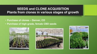 SEEDS and CLONE ACQUISITION
Plants from clones in various stages of growth
• Purchase of clones – Denver, CO
• Purchase of high grade, female CBD seeds
 