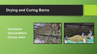 Drying and Curing Barns
• Ventilation
• Dehumidifiers
• Drying racks
 
