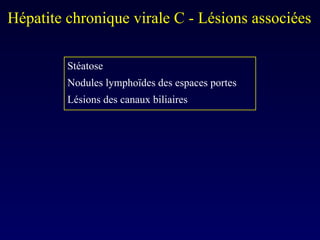 Stéatose  Nodules lymphoïdes des espaces portes Lésions des canaux biliaires Hépatite chronique virale C - Lésions associées 