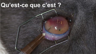 Qu’est-ce que c’est ? 
 