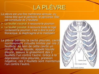 LA PLÈVRE
La plèvre est une fine membrane séreuse, au
même titre que le péritoine, le péricarde. Elle
est constituée de 2 feuillets:
 Le feuillet viscéral: il recouvre le poumon
 Le feuillet pariétal: il recouvre toute la loge
contenant le poumon, c’est à dire la paroi
thoracique, le diaphragme et le médiastin
La plèvre délimite la cavité pleurale, cavité
normalement virtuelle limitée par ces 2
feuillets. Au sein de cette cavité un
mince film de liquide, appelé liquide
pleural, assure le glissement des 2
feuillets l’un contre l’autre. Grâce à la
dépression intra-pleurale, pression
négative, ces 2 feuillets sont maintenus
l’un contre l’autre.
 