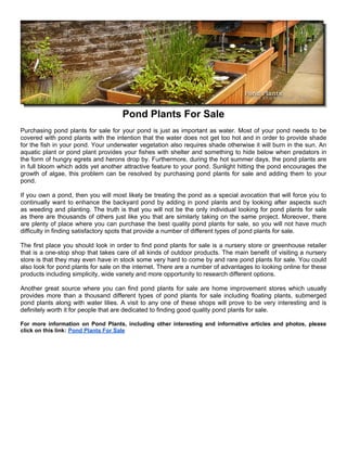 Pond Plants For Sale
Purchasing pond plants for sale for your pond is just as important as water. Most of your pond needs to be
covered with pond plants with the intention that the water does not get too hot and in order to provide shade
for the fish in your pond. Your underwater vegetation also requires shade otherwise it will burn in the sun. An
aquatic plant or pond plant provides your fishes with shelter and something to hide below when predators in
the form of hungry egrets and herons drop by. Furthermore, during the hot summer days, the pond plants are
in full bloom which adds yet another attractive feature to your pond. Sunlight hitting the pond encourages the
growth of algae, this problem can be resolved by purchasing pond plants for sale and adding them to your
pond.

If you own a pond, then you will most likely be treating the pond as a special avocation that will force you to
continually want to enhance the backyard pond by adding in pond plants and by looking after aspects such
as weeding and planting. The truth is that you will not be the only individual looking for pond plants for sale
as there are thousands of others just like you that are similarly taking on the same project. Moreover, there
are plenty of place where you can purchase the best quality pond plants for sale, so you will not have much
difficulty in finding satisfactory spots that provide a number of different types of pond plants for sale.

The first place you should look in order to find pond plants for sale is a nursery store or greenhouse retailer
that is a one-stop shop that takes care of all kinds of outdoor products. The main benefit of visiting a nursery
store is that they may even have in stock some very hard to come by and rare pond plants for sale. You could
also look for pond plants for sale on the internet. There are a number of advantages to looking online for these
products including simplicity, wide variety and more opportunity to research different options.

Another great source where you can find pond plants for sale are home improvement stores which usually
provides more than a thousand different types of pond plants for sale including floating plants, submerged
pond plants along with water lilies. A visit to any one of these shops will prove to be very interesting and is
definitely worth it for people that are dedicated to finding good quality pond plants for sale.

For more information on Pond Plants, including other interesting and informative articles and photos, please
click on this link: Pond Plants For Sale
 