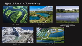 Multiple Ponds System Pond Ecosystem: Structure, Functions, and Biodiversity | PPTX
