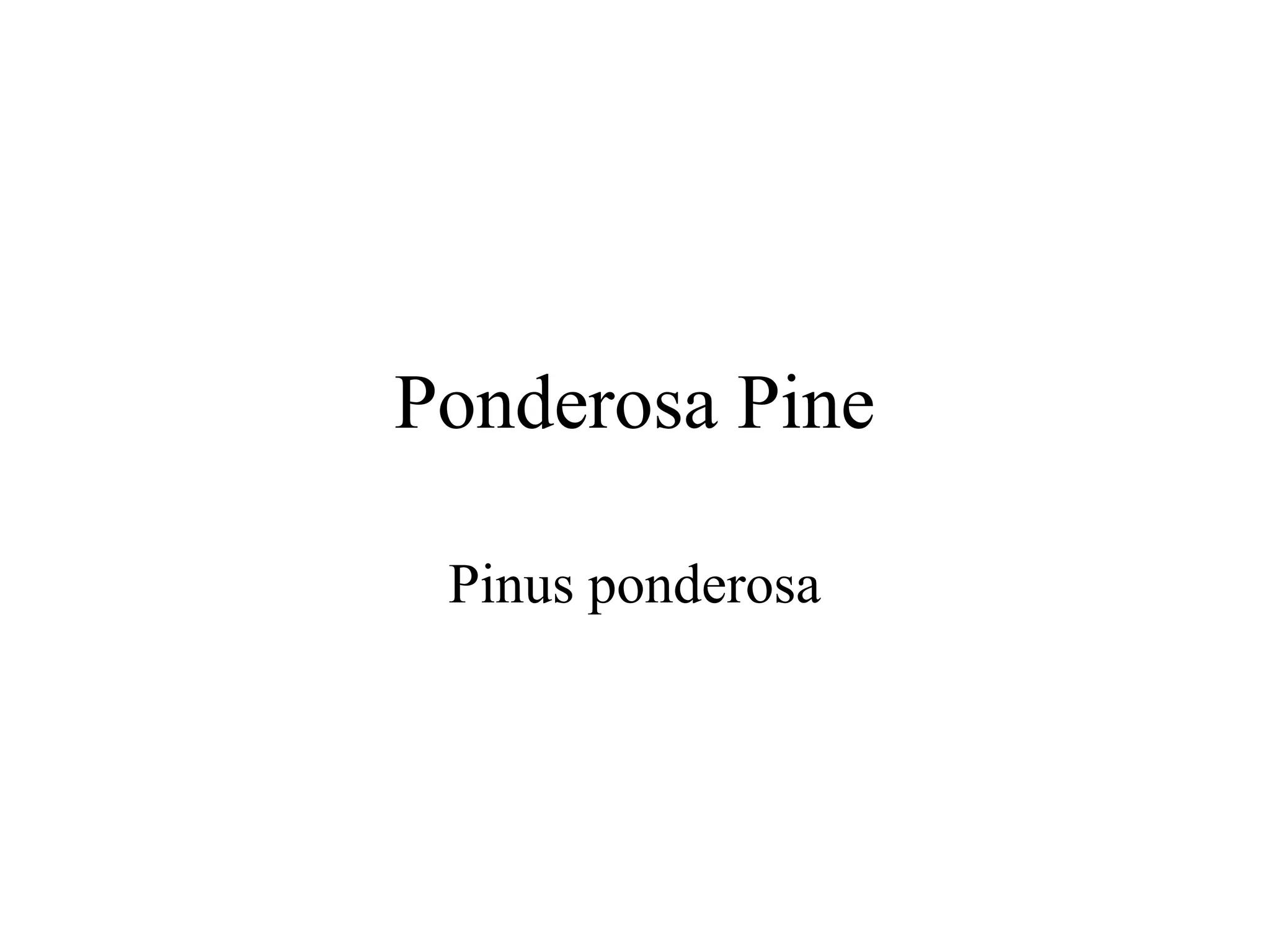 Ponderosa pine ppt