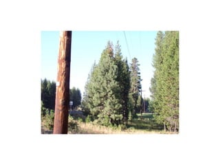 Ponderosa pine