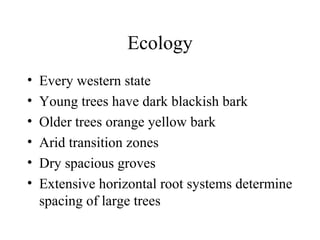 Ecology 
• Every western state 
• Young trees have dark blackish bark 
• Older trees orange yellow bark 
• Arid transition zones 
• Dry spacious groves 
• Extensive horizontal root systems determine 
spacing of large trees 
 