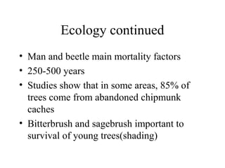 Ecology continued 
• Man and beetle main mortality factors 
• 250-500 years 
• Studies show that in some areas, 85% of 
trees come from abandoned chipmunk 
caches 
• Bitterbrush and sagebrush important to 
survival of young trees(shading) 
 