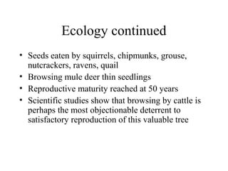 Ecology continued 
• Seeds eaten by squirrels, chipmunks, grouse, 
nutcrackers, ravens, quail 
• Browsing mule deer thin seedlings 
• Reproductive maturity reached at 50 years 
• Scientific studies show that browsing by cattle is 
perhaps the most objectionable deterrent to 
satisfactory reproduction of this valuable tree 
 