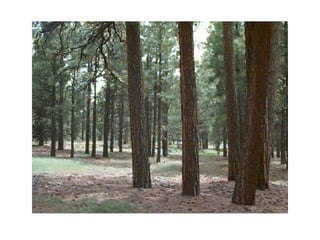 Ponderosa pine