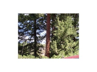 Ponderosa pine